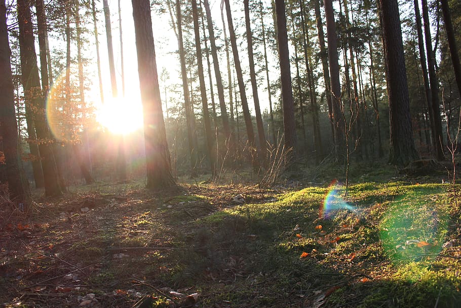 forest, trees, sunbeam, light, land, plant, tree trunk, woodland HD wallpaper