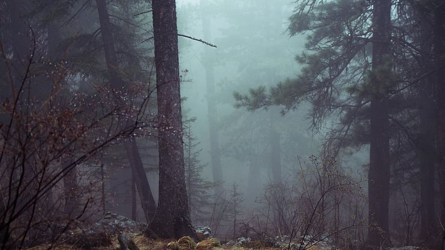 trees, forest, fog, mist, misty, pines, pinetrees, timber, northwest, HD wallpaper
