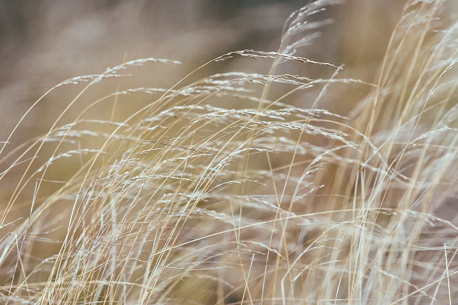 plant, agriculture, crop, cereal plant, growth, nature, focus on foreground HD wallpaper