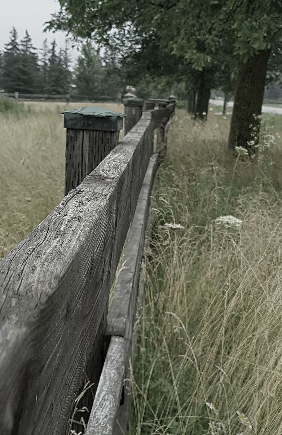 fenceline, nature, plant, tree, wood - material, land, grass HD wallpaper
