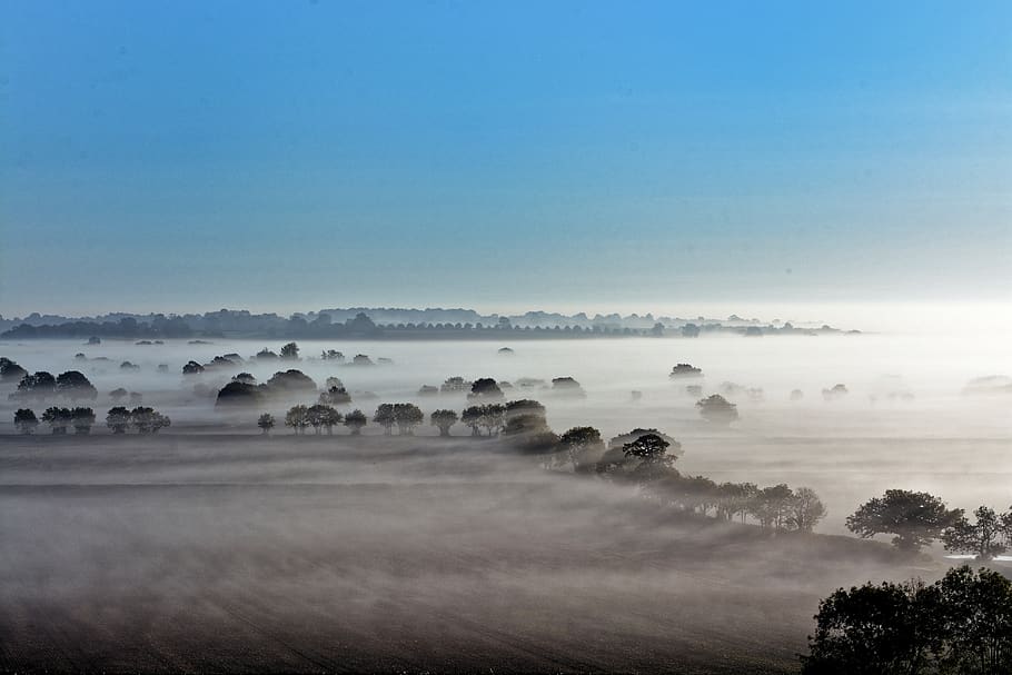 foggy forest during daytime, tree, sky, scenics - nature, tranquil scene HD wallpaper