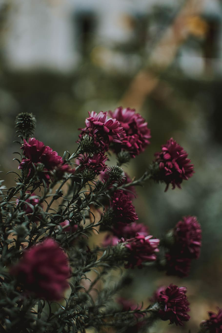 Pink Flowers In Tilt Shift Lens Photography, bloom, blossom, flora HD wallpaper
