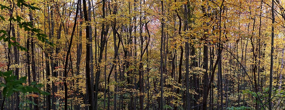 forest during daytime, tree, vegetation, plant, land, outdoors HD wallpaper