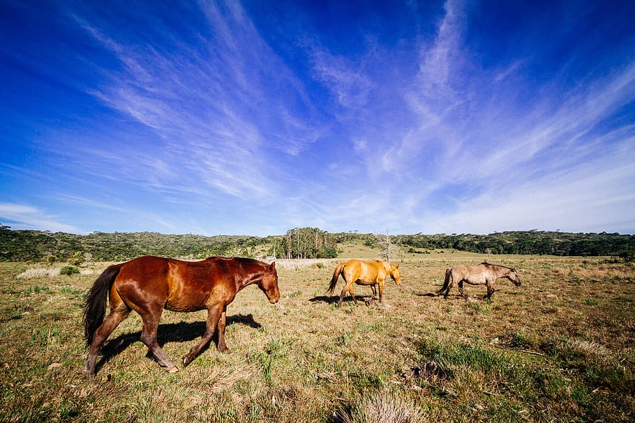 Three Brown, Yellow, and Gray Horses at Field, adventure, animals HD wallpaper