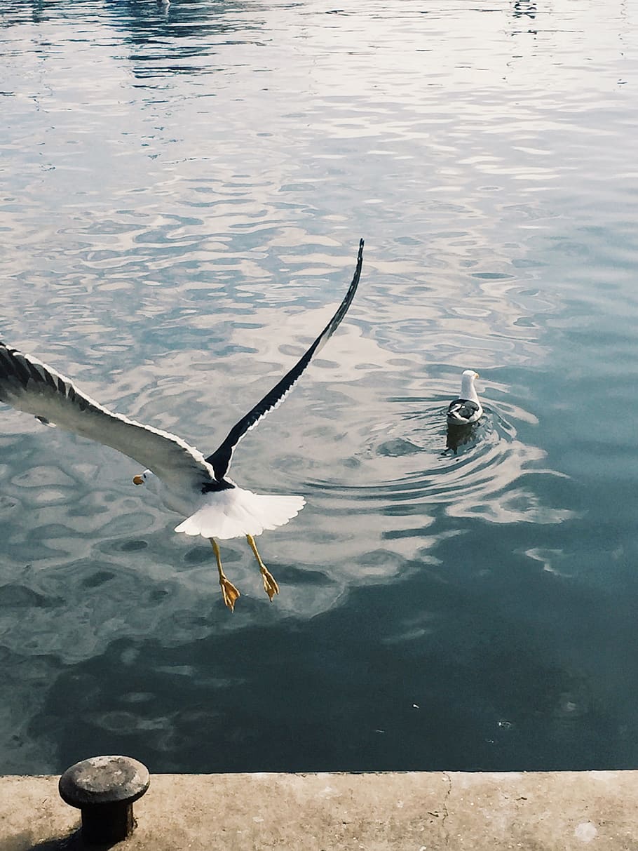 uruguay, punta del este, seagull, bird, fly, water, animals in the wild, HD wallpaper