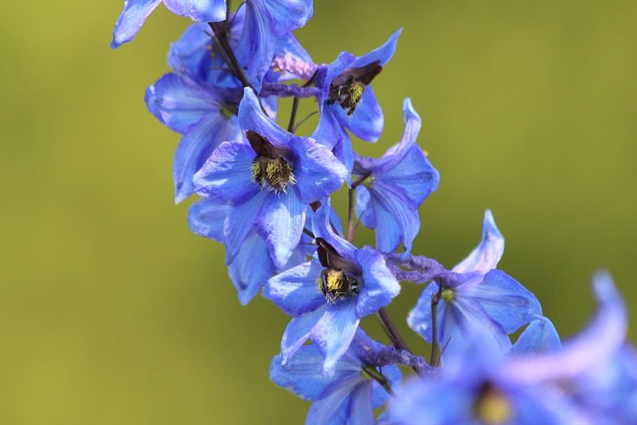 delphinium, blue flower, bloom, botanica, flora, plant, green, HD wallpaper