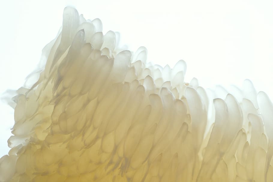 white and beige icicles, plant, pomelo, produce, food, animal HD wallpaper
