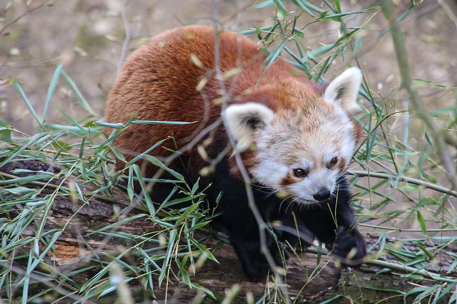 red, panda, animal, wild, nature, jungle, zoo, animal themes HD wallpaper