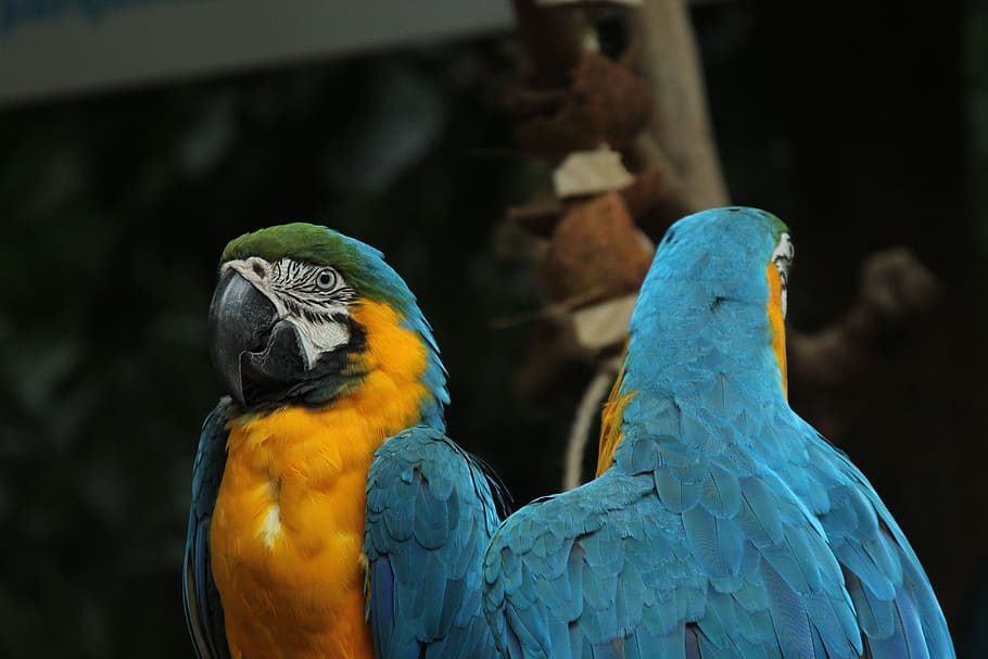 blue and yellow parrot, rainforest, brazil, animal, nature, wild, HD wallpaper