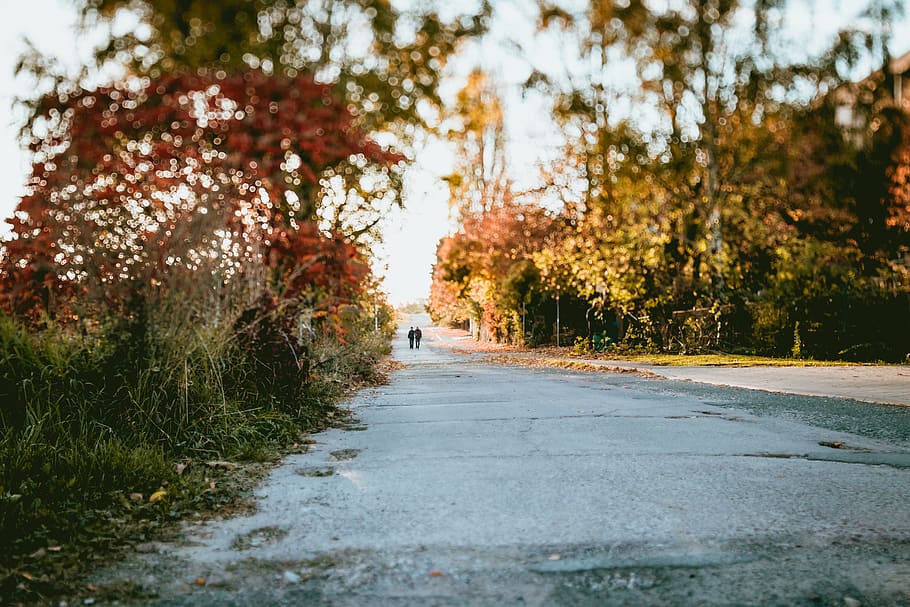 road surrounded by trees at daytime, dirt road, gravel, path HD wallpaper