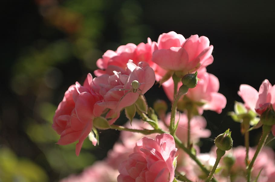 ukraine, chernivtsi, flower, flowering plant, pink color, beauty in nature HD wallpaper