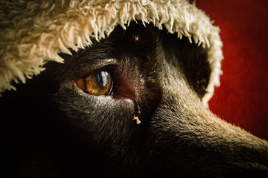 sadness, nostalgia, thinking, reflection, dog, animal, animal themes HD wallpaper