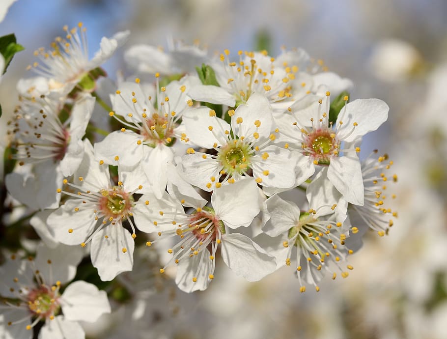 flowers, white, casey, tree, spring, nice, petals, flowering plant HD wallpaper