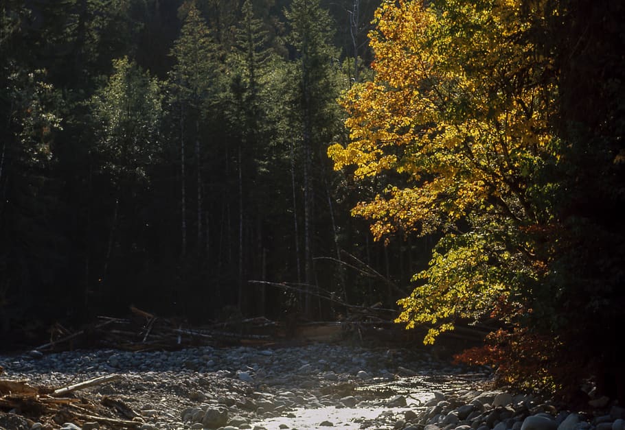 yellow, tree, light, sunlight, water, river, plant, forest HD wallpaper