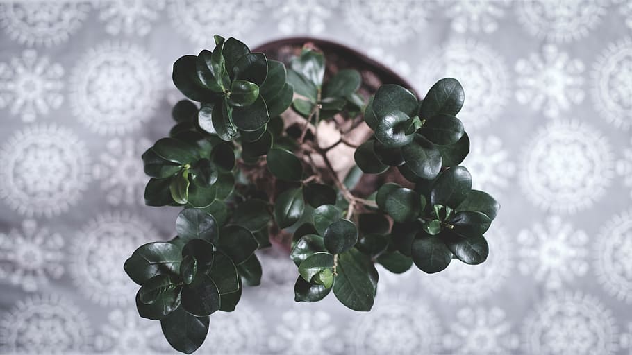 green plant, leaves, pot, grey, produce, food, grapes, fruit HD wallpaper