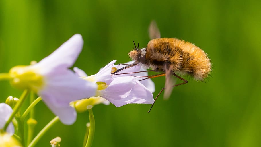 flower, bug, bee, love, flowering plant, fragility, vulnerability HD wallpaper