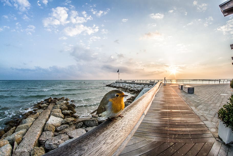 italy, pesaro, keep calm, sky, water, sea, horizon, animal HD wallpaper