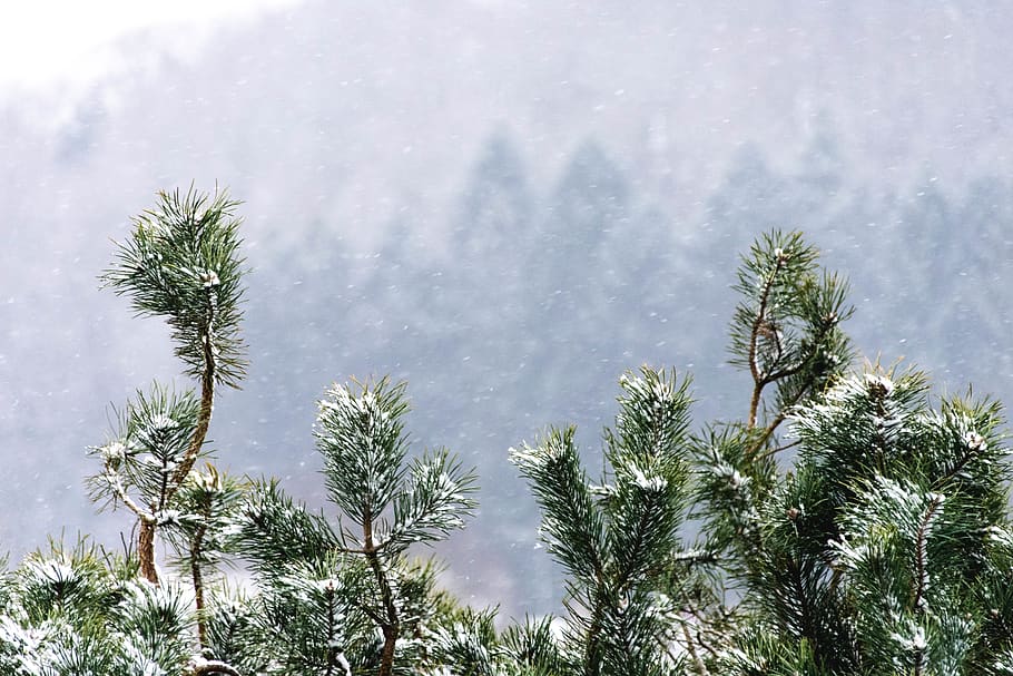 green-leafed plant, tree, abies, fir, conifer, switzerland, pine HD wallpaper