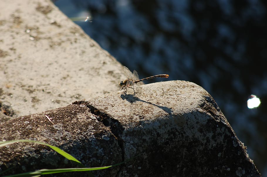 insect, dragonfly, nature, animal wildlife, animal themes, animals in the wild HD wallpaper