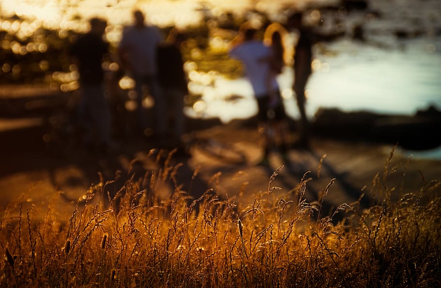 Selective Focus что это. Light and Shadow of Wheat field under Side Light.