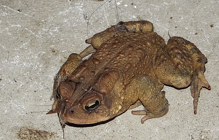 amphibian, frog, animal themes, vertebrate, animal wildlife HD wallpaper