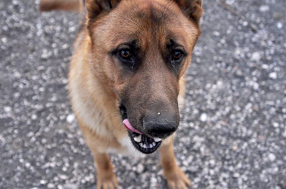 one animal, mammal, dog, canine, animal themes, domestic, domestic animals HD wallpaper