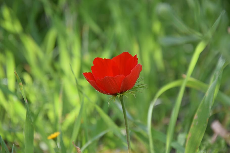 nature, flora, flower, spring, grass, flowering plant, beauty in nature HD wallpaper