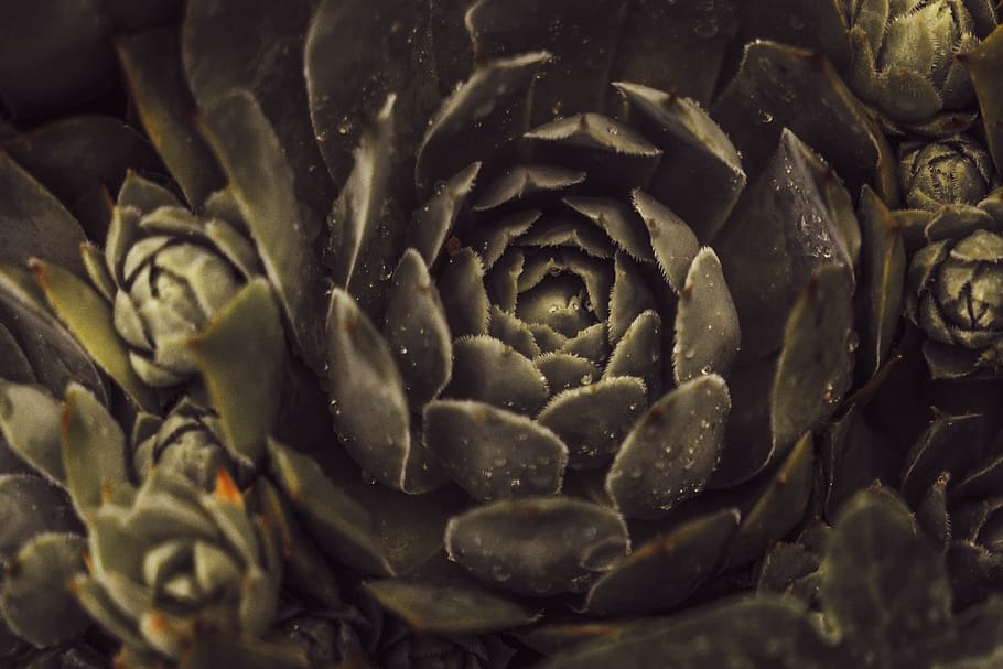 succulent, flower, gold, dew, nature, macro, wallpaper, hd wallpaper HD wallpaper