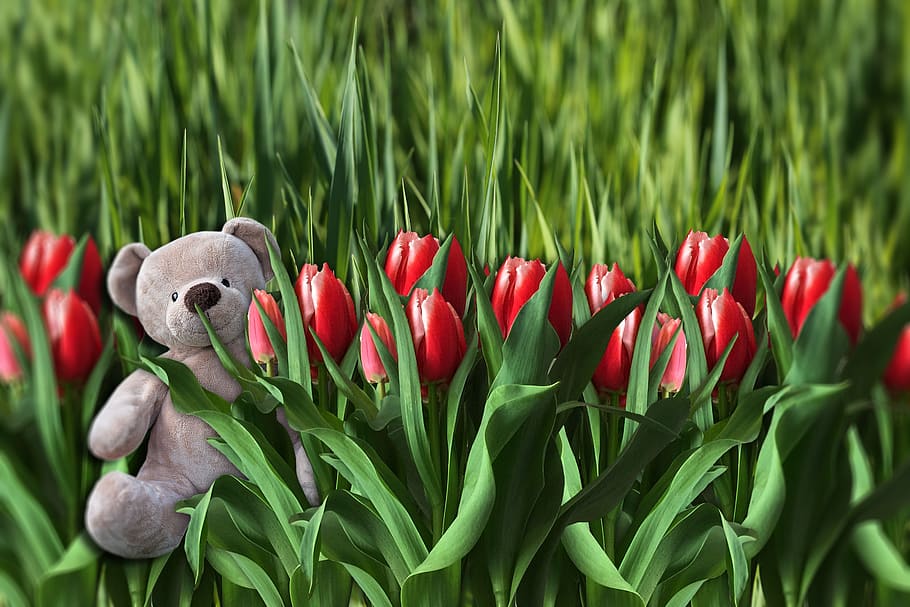 flowers, spring, tulips, nature, flora, plant, flowering plant HD wallpaper