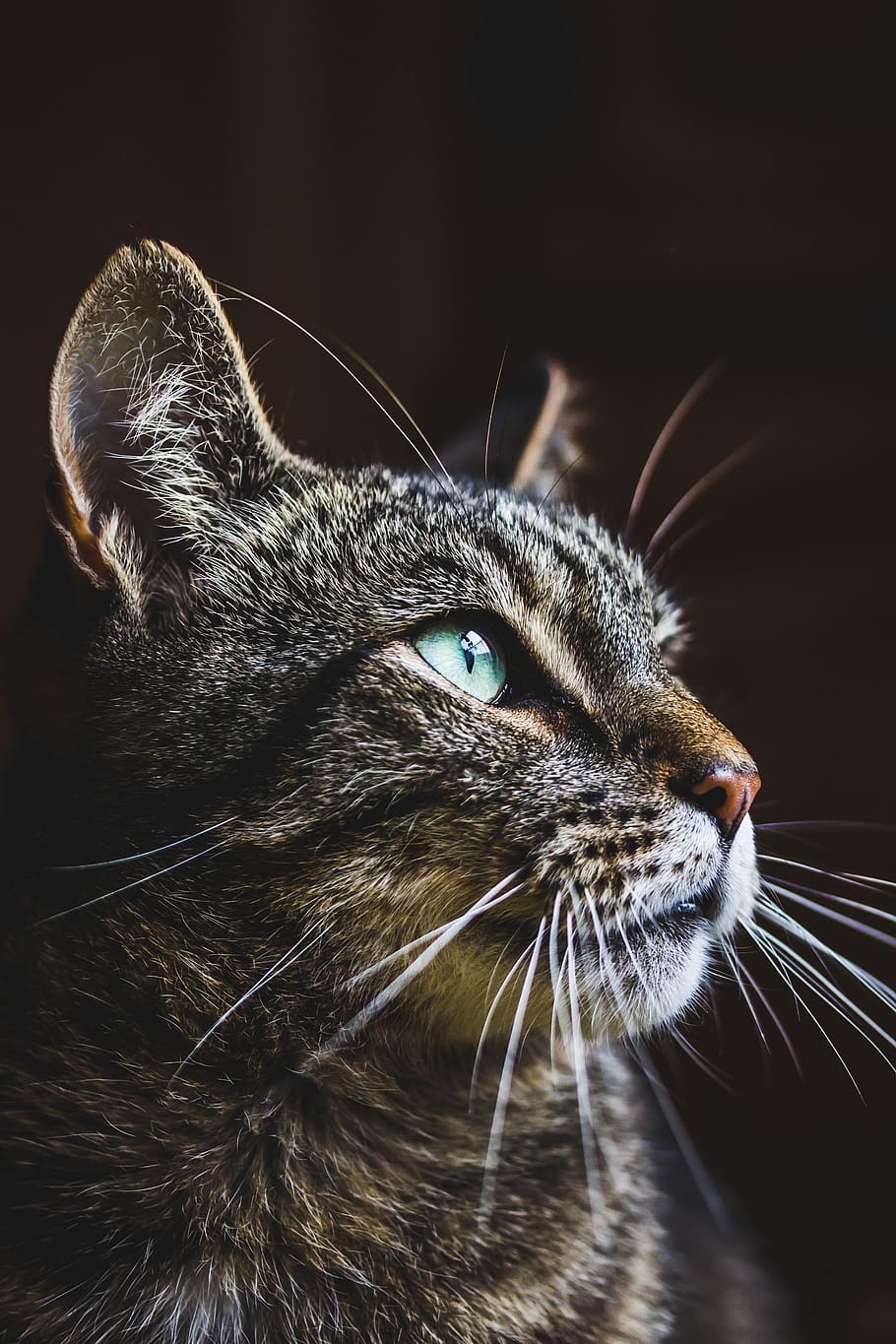cat, animal, cute, portrait, fur, pet, kitten, animal world HD wallpaper
