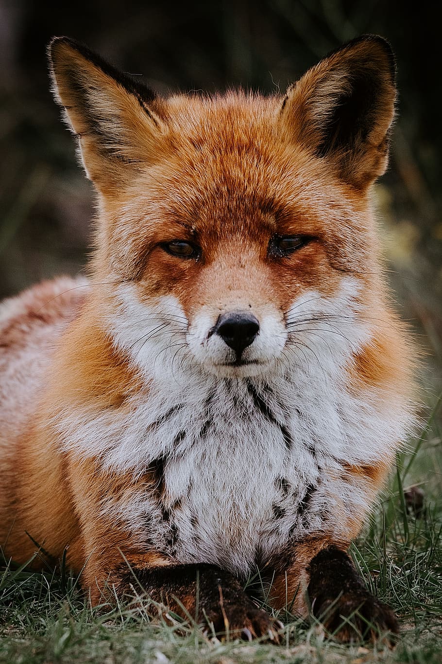 orange fox lying on ground, grass, ear, portrait, fur, animal HD wallpaper