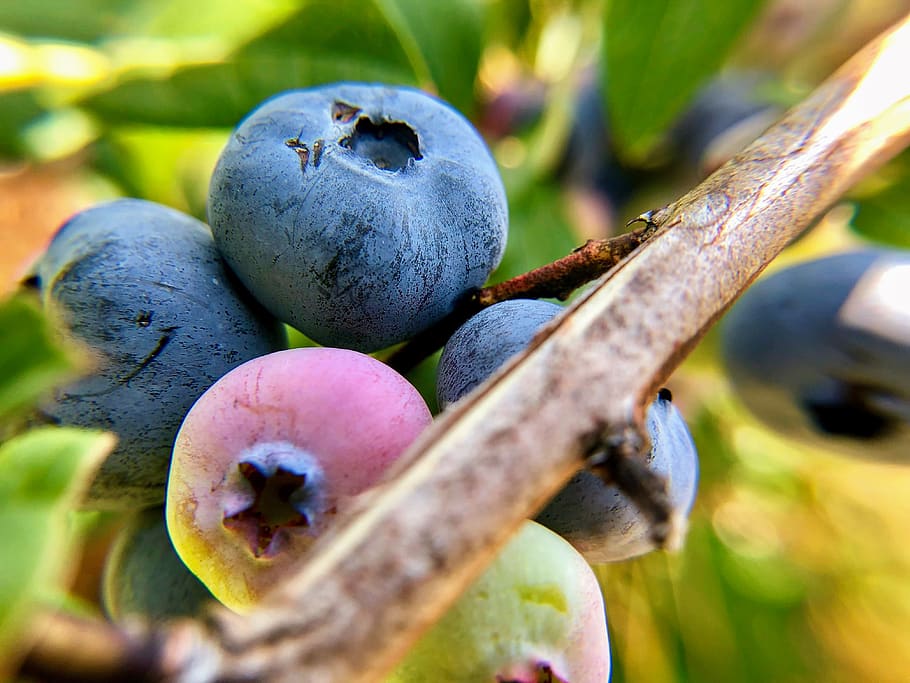 plant, food, fruit, blueberry, chassell, united states, photography, HD wallpaper