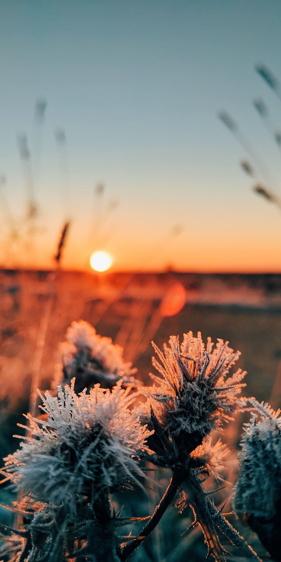 sunset, sky, plant, beauty in nature, no people, water, focus on foreground HD wallpaper