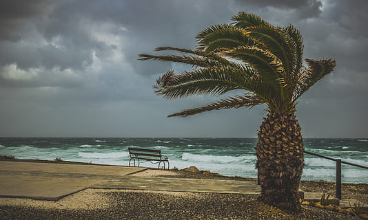 palm tree, wind, windy, weather, stormy, sea, scenery, rough sea HD wallpaper