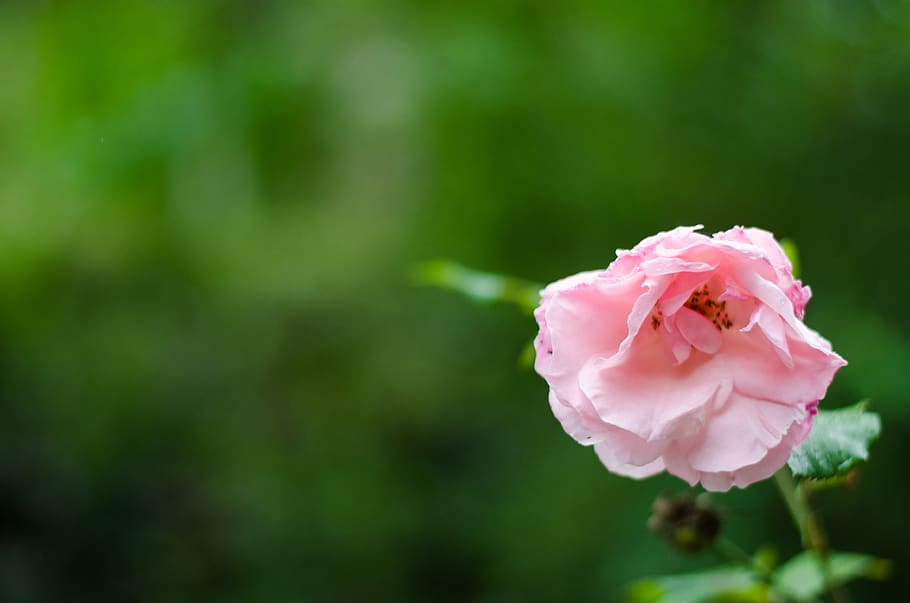 flower, pink, nature, flowering plant, rose, beauty in nature HD wallpaper