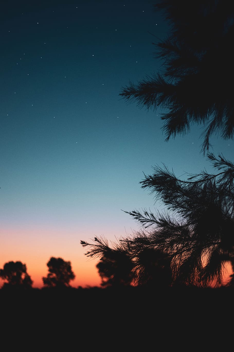 silhoutte photography of trees, sky, star, sunset, sunrise, gradient HD wallpaper