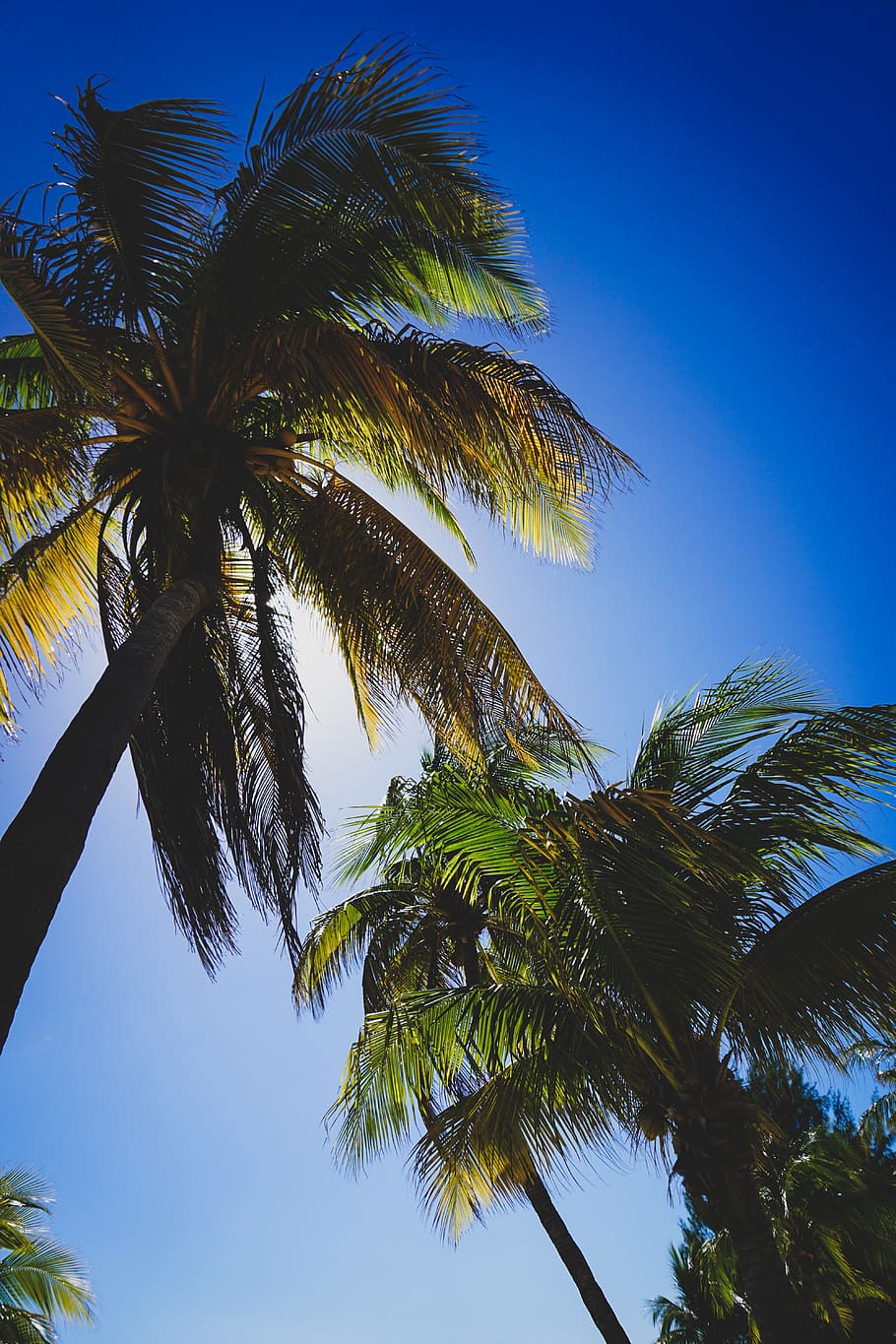summer, arecaceae, tree, palm tree, plant, light, flare, tropical HD wallpaper