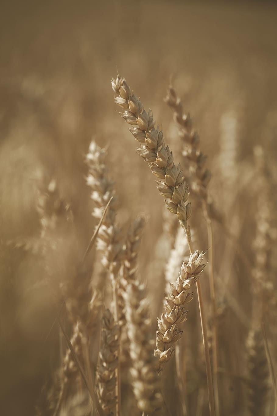 brown wheat selective photography, plant, food, produce, vegetable, HD wallpaper