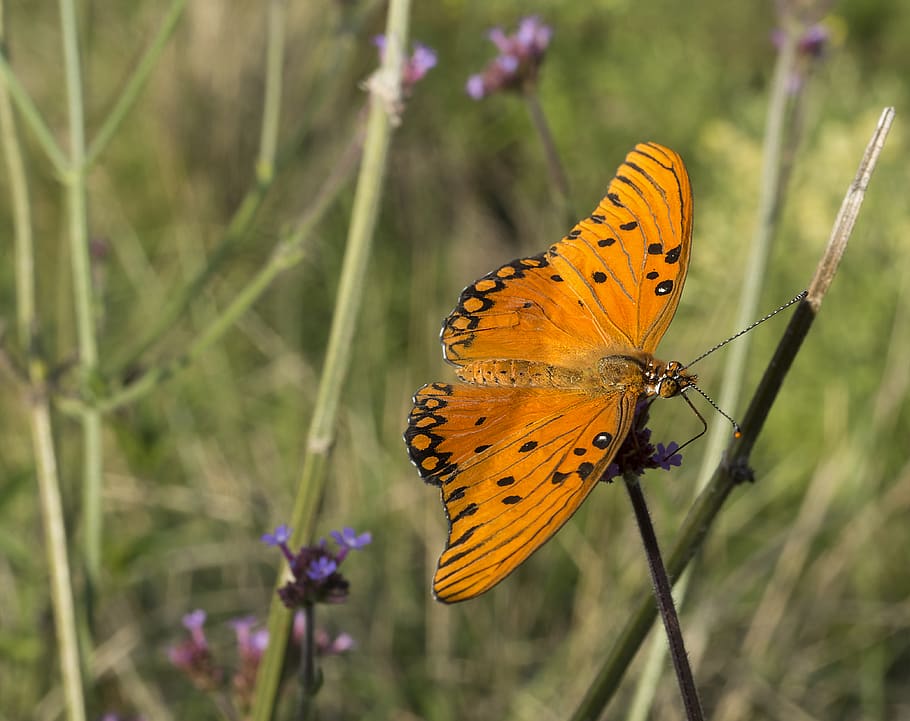 argentina, cabildo, animal wildlife, animal themes, insect HD wallpaper
