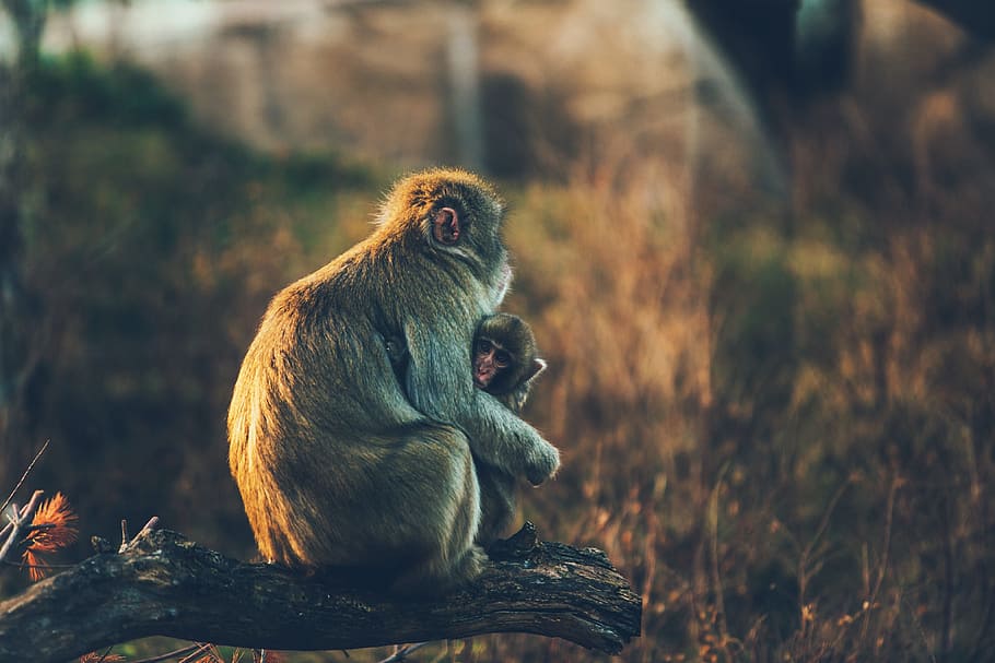 shallow focus photography of brown monkey, mother, child, parent, HD wallpaper
