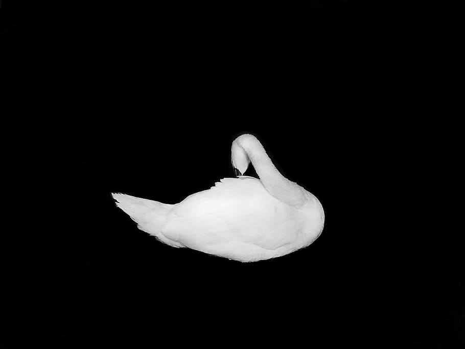 white swan, dark, lake, minimal, monochrome, grey, white and black, HD wallpaper