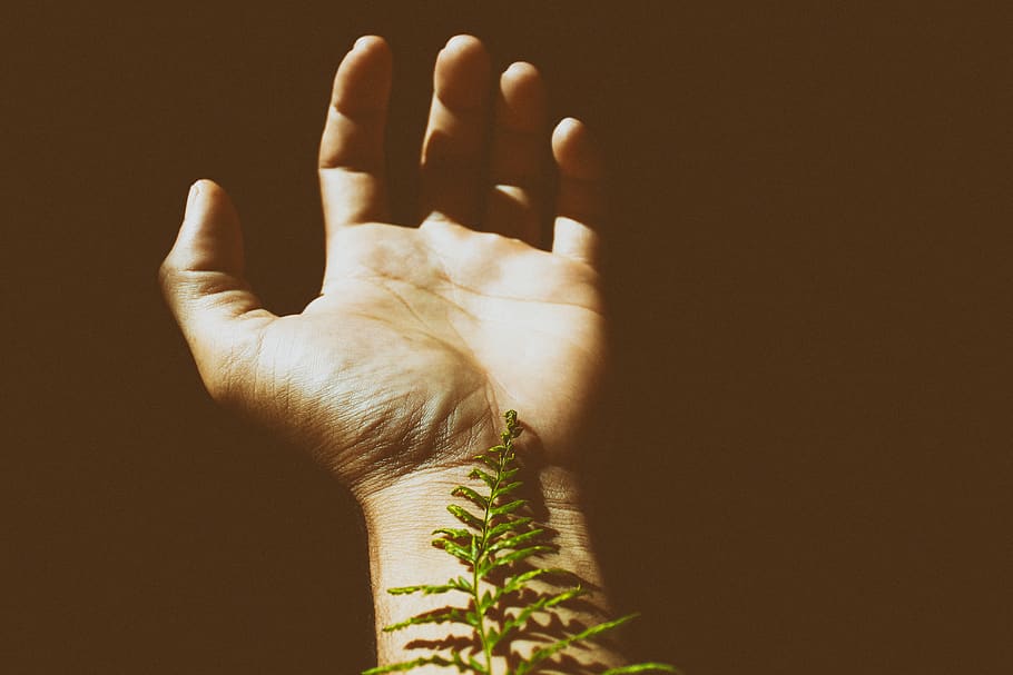 tree, fine art, human hand, fade, shadow and light, dark, green HD wallpaper