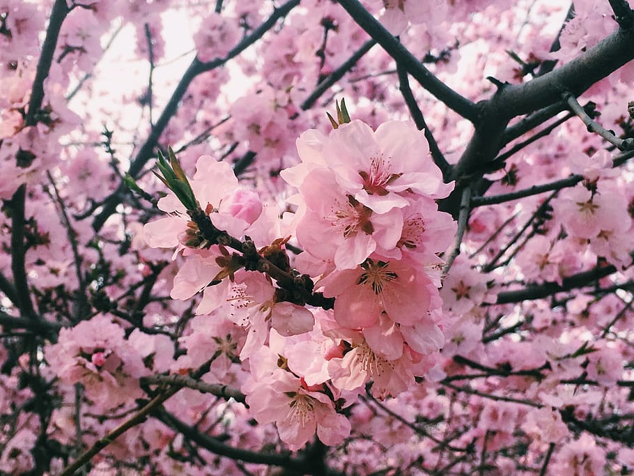 flower, flowering plant, fragility, pink color, freshness, vulnerability HD wallpaper