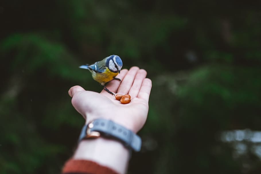 bird perched on person's palm, nut, blue tit, hand, nature, wildlife HD wallpaper