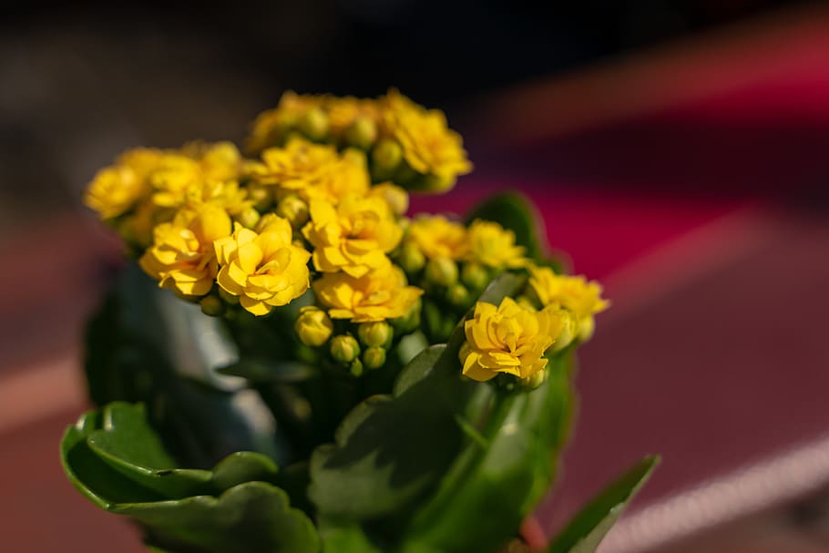 flower, yellow, spring, nature, summer, blossom, bloom, garden HD wallpaper