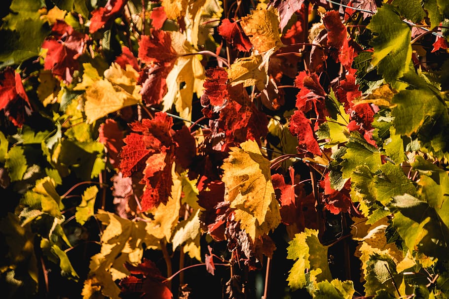 switzerland, salgesch, plant part, leaf, autumn, change, nature HD wallpaper