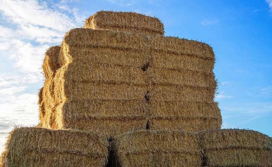 hay, stack, litter, agriculture, animal husbandry, livestock HD wallpaper