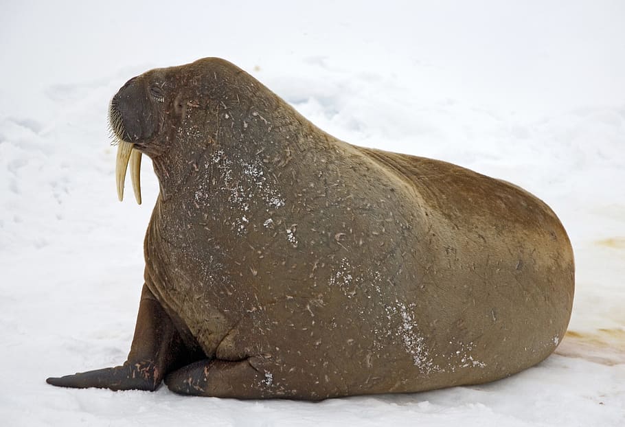 snow, walrus, winter, cold, ice, animal, nature, animal themes HD wallpaper