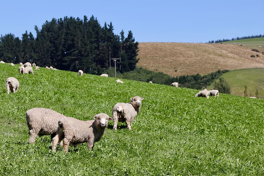 gray lambs on grass field during daytime, nature, grassland, outdoors HD wallpaper