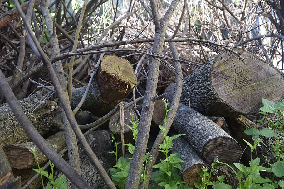 wood, trunk, tree, cut, dry, branch, nature, plant, no people HD wallpaper
